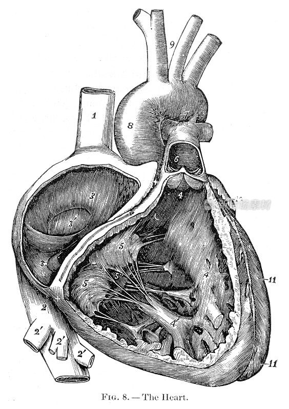 人体心脏解剖雕刻1886年