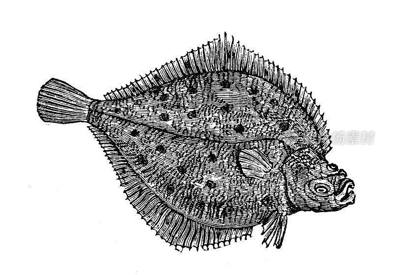 古代海洋动物雕刻插图:欧鲽