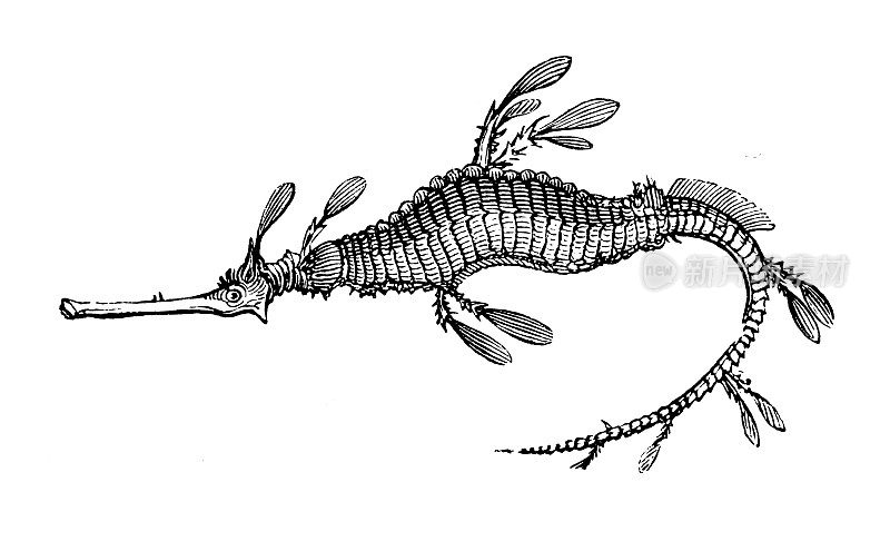 仿古海洋动物雕刻插图:海马