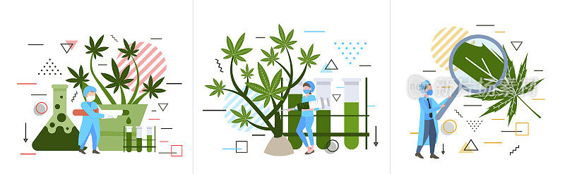集研究人员检查分析检查大麻植物保健药房药用大麻概念水平全长