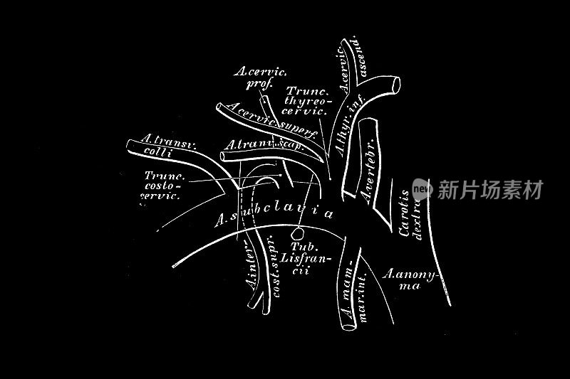 锁骨下动脉的分支图