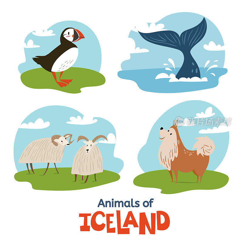 冰岛的动物在扁平的现代风格设计
