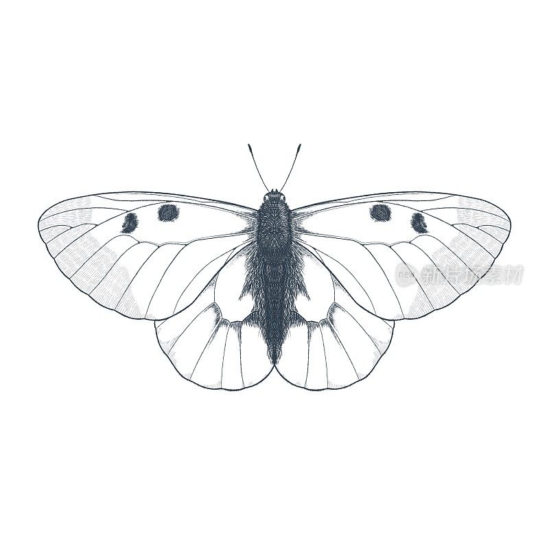 白底上一只被孤立的阿波罗蝴蝶的铅笔仿图插图