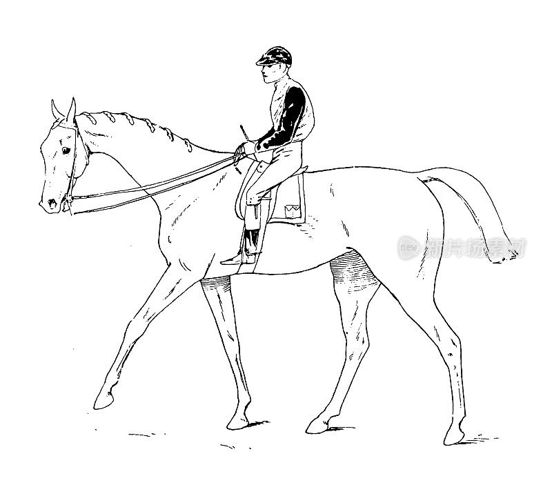 古董插图的马，骑士和骑兵:骑师