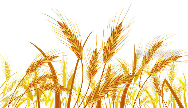 田野里的小麦。芒穗收穗横幅
