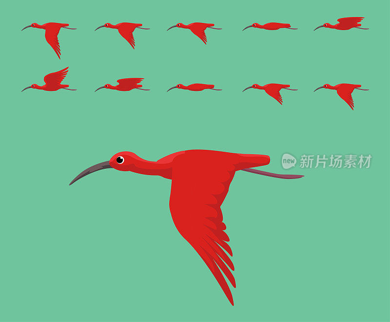 动画鸟猩红朱鹮飞行可爱的卡通矢量插图