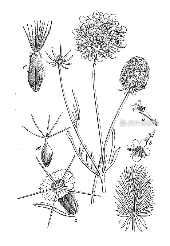古董植物学插图:黑刺疥，小疥疮