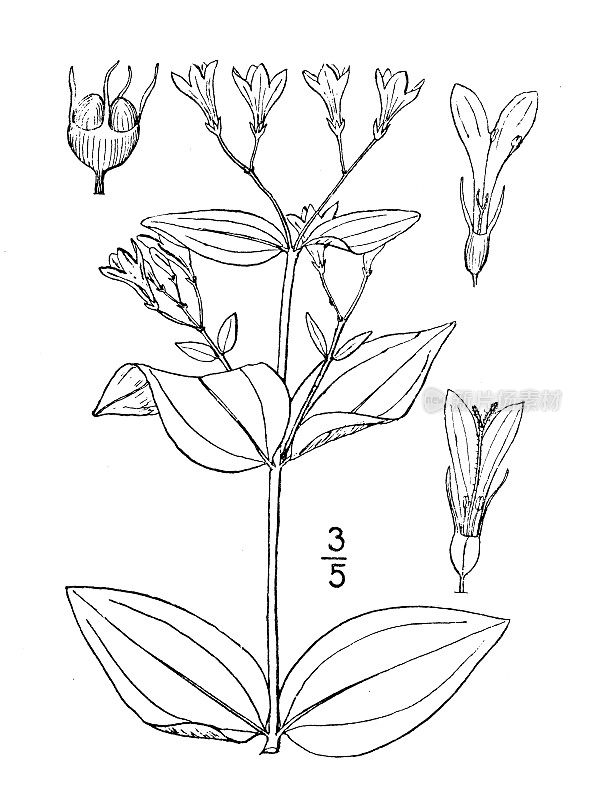 古植物学植物插图:大休斯敦龙