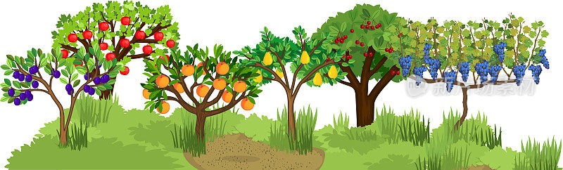 不同的果树，成熟的果实挂在枝头。收获的季节