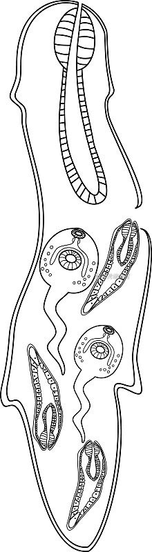 在白色背景上用羊肝吸片吸虫(Fasciola肝吸片吸虫)的尾蚴和子叶进行染色