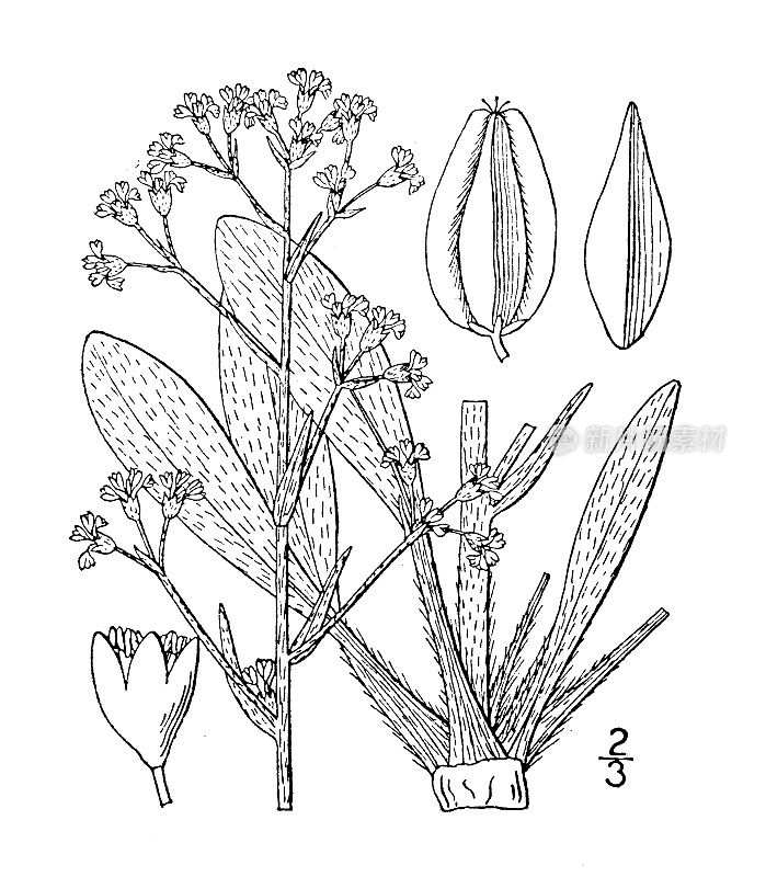 古植物学植物插图:有翼牛角草