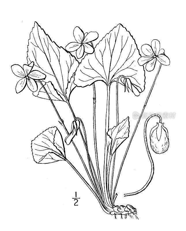 古植物学植物插图:斜堇菜，草甸蓝紫罗兰