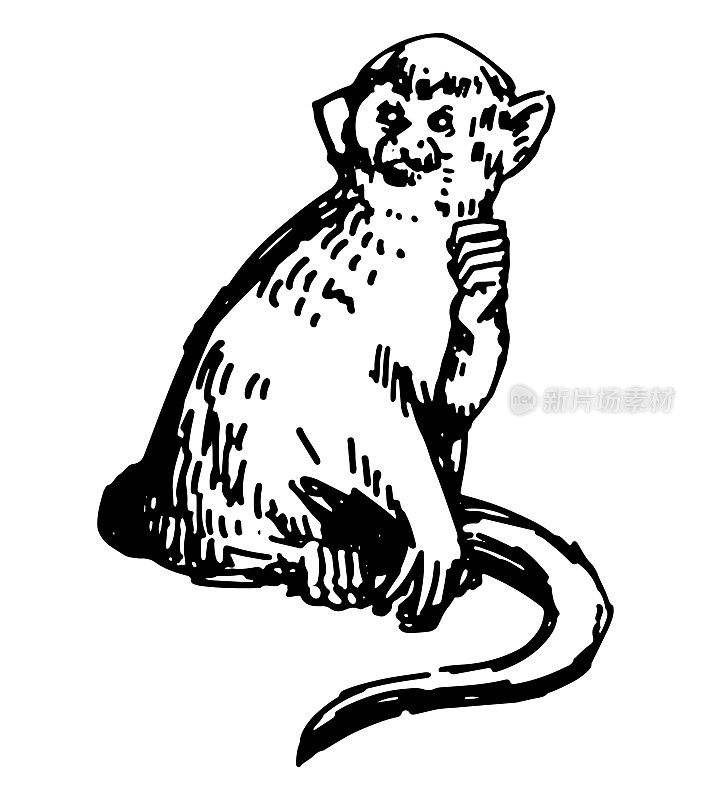 常见的松鼠猴剪纸。单涂鸦的热带野生动物孤立在白色。手绘矢量插图在雕刻风格。