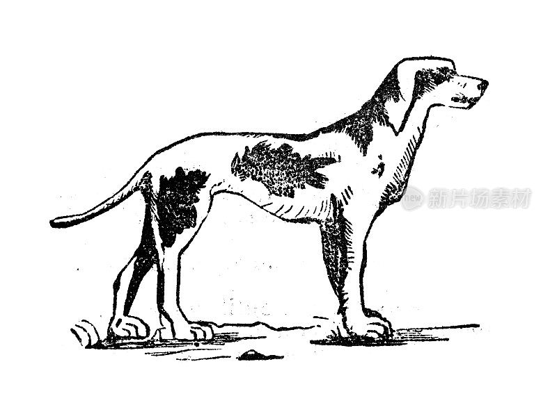 古董雕刻插图:猎狗