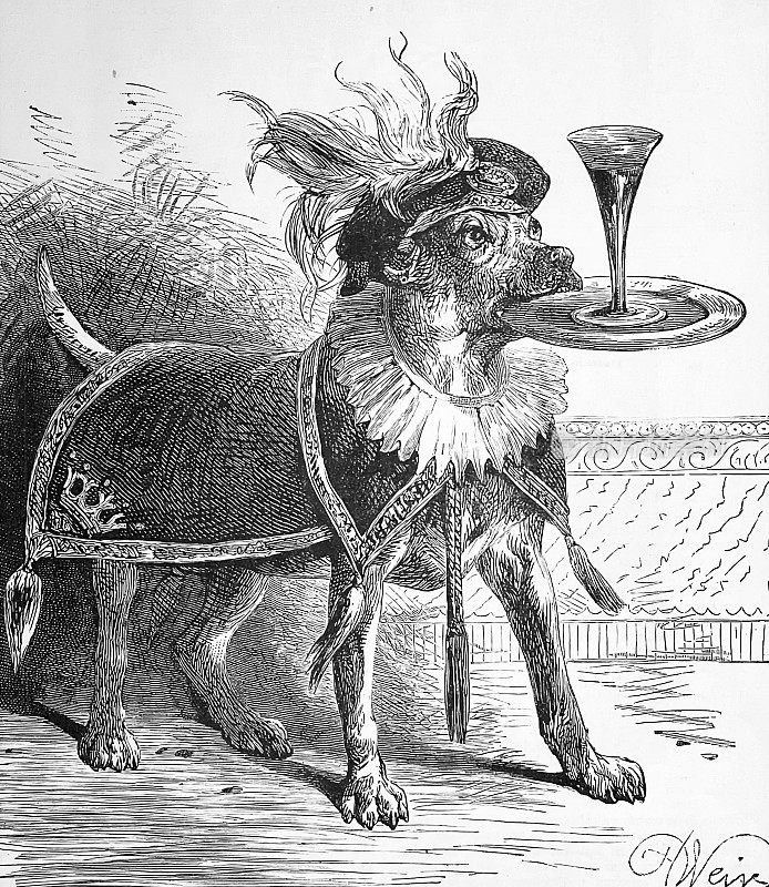 狗拿着一个盛着香槟的盘子