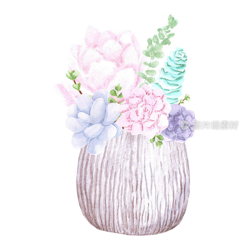 多汁植物，白色背景上的大大小小的花盆。手绘水彩套装。植物精致的插图。剪贴簿设计元素。排版海报，卡片，标签，横幅设计。