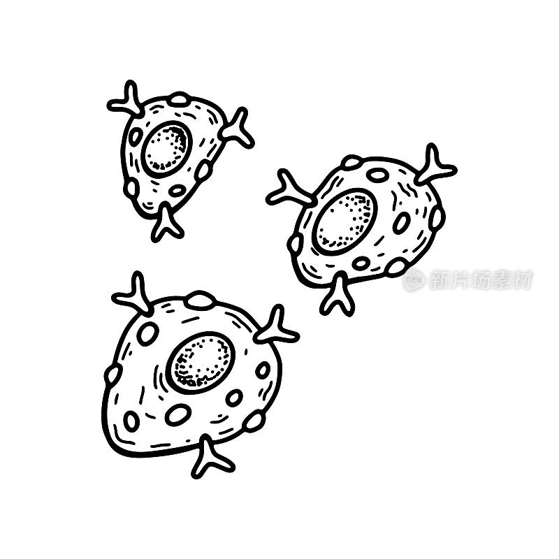 白色背景上分离的肥大细胞。手绘科学微生物载体插图素描风格