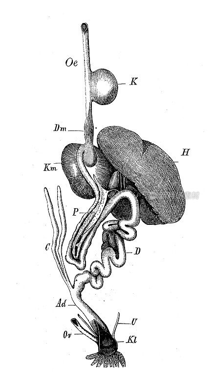 古代生物动物学图像:鸟类的肠道和消化系统