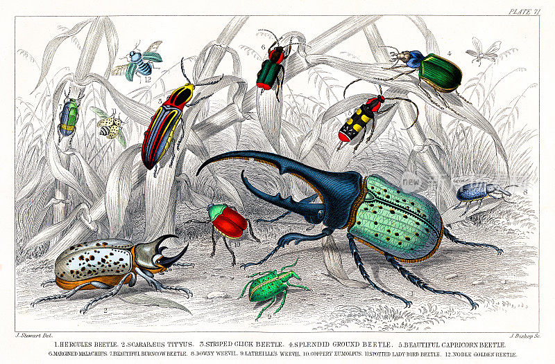 昆虫:大力神甲虫、圣甲虫、象鼻虫、摩羯座甲虫――来自奥利弗・戈德史密斯1872年《自然动画史》的罕见原作