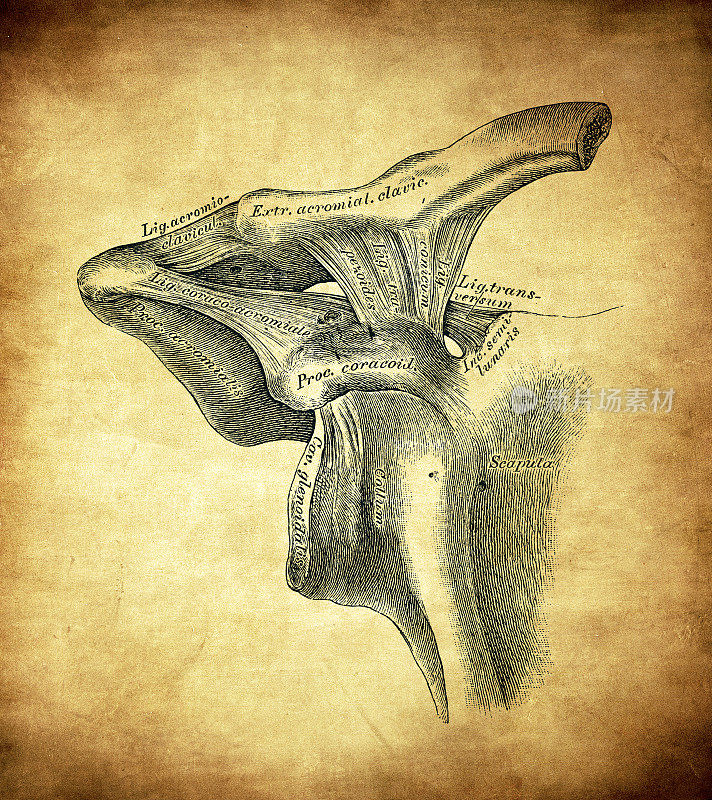 联合sternum-clavicle