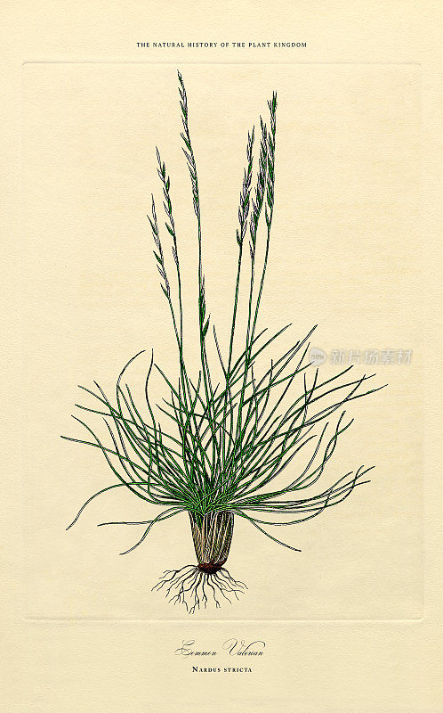 草，植物王国，维多利亚植物插图，大约1853年