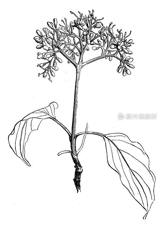 古植物学插图:山茱萸，山茱萸，血茱萸