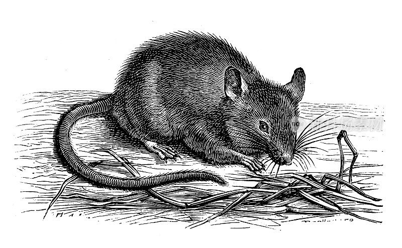 古董动物插图:老鼠