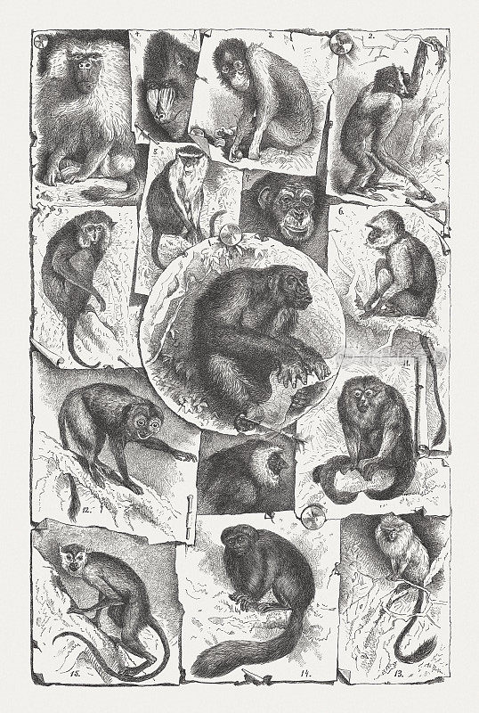 灵长类，木刻，1893年出版
