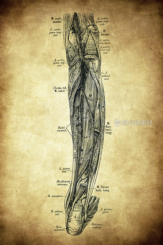 腿动脉