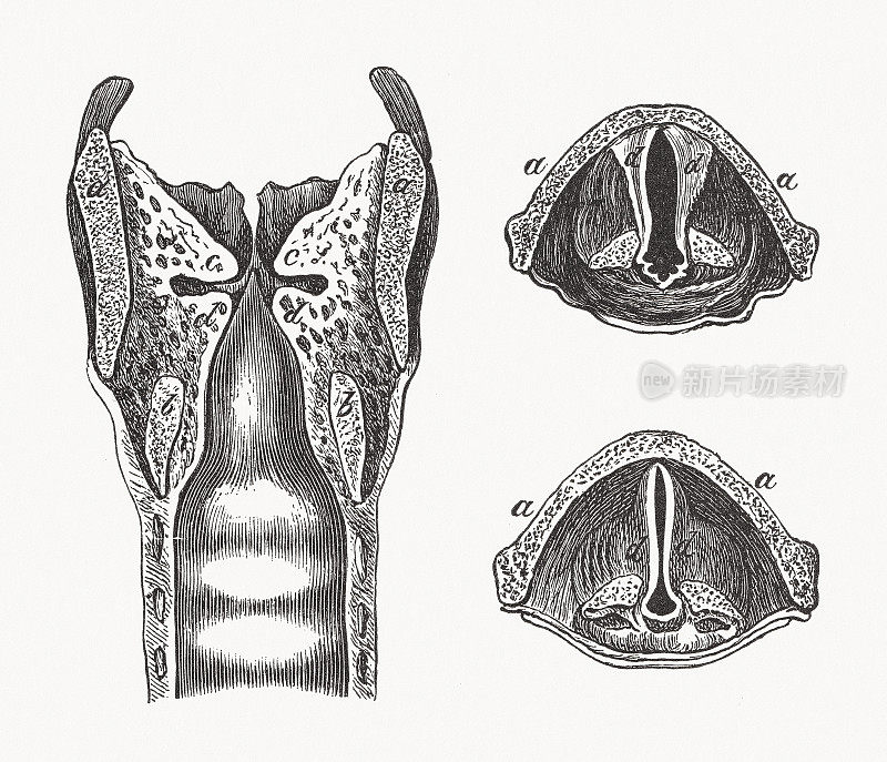 人的喉部解剖，木刻，出版于1893年