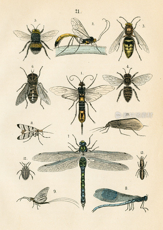 昆虫:小贩，蜜蜂，大黄蜂，石蝇，树蜂雕刻1872年