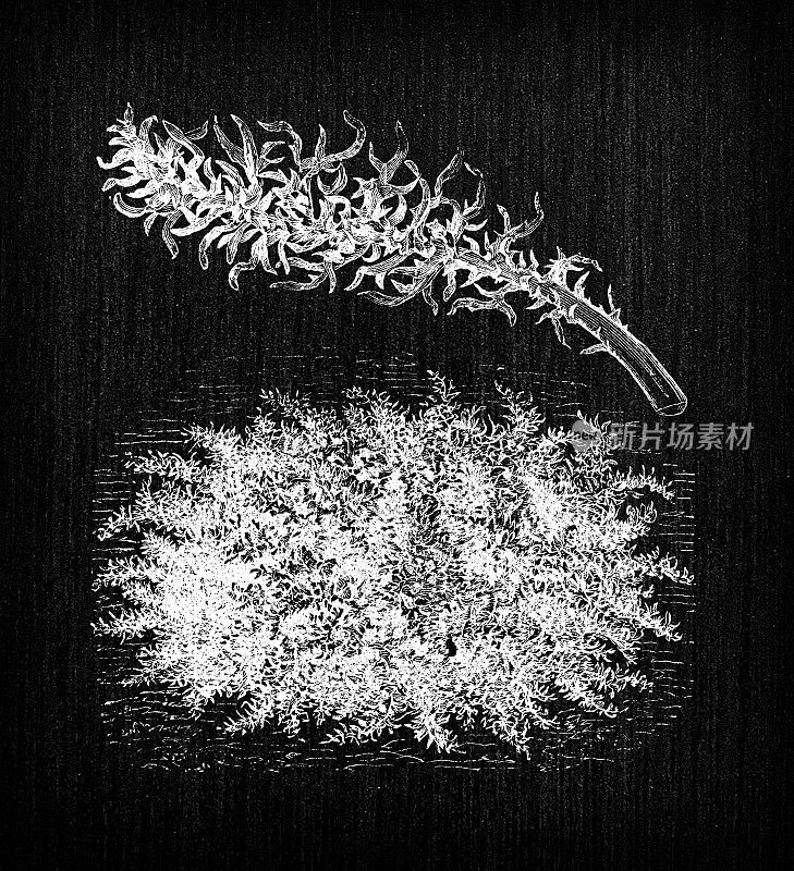 植物学蔬菜植物仿古雕刻插图:蒲公英