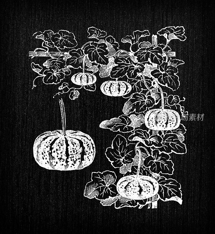 植物学蔬菜植物仿古雕刻插画:葫芦