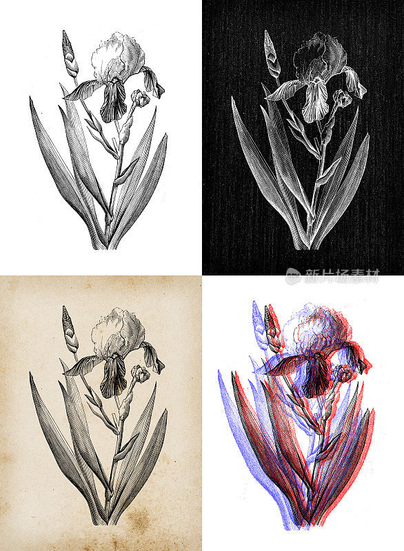 古董植物学插图:德国鸢尾、须鸢尾