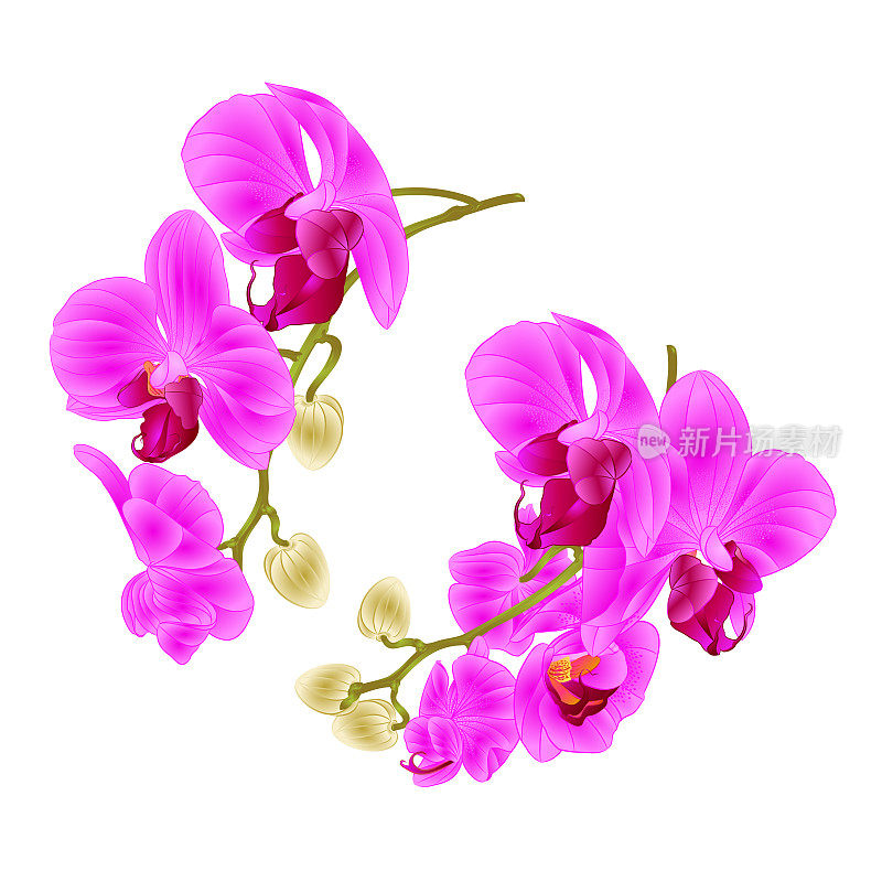 树枝、兰花、紫色花朵、热带植物蝴蝶兰在白色的背景上设置了第一个复古的矢量植物插图设计