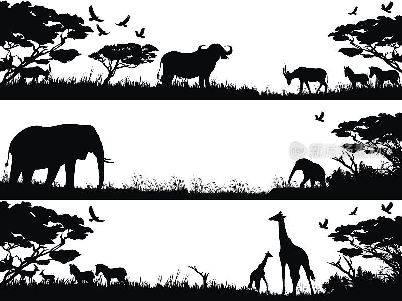非洲野生动物在自然栖息地的剪影