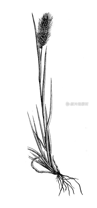 植物学植物仿古雕刻插图:狗尾草(绿狐尾、绿刚毛、野生谷子)