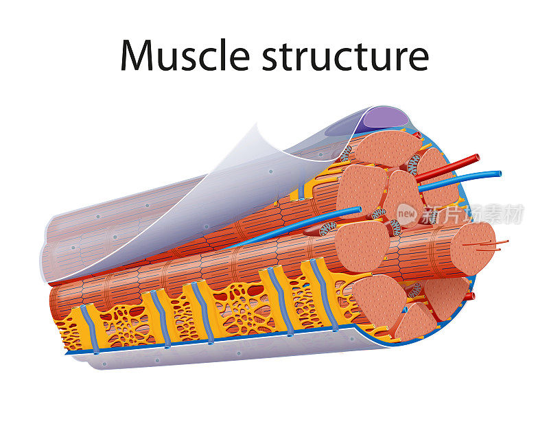 骨骼肌解剖结构图解