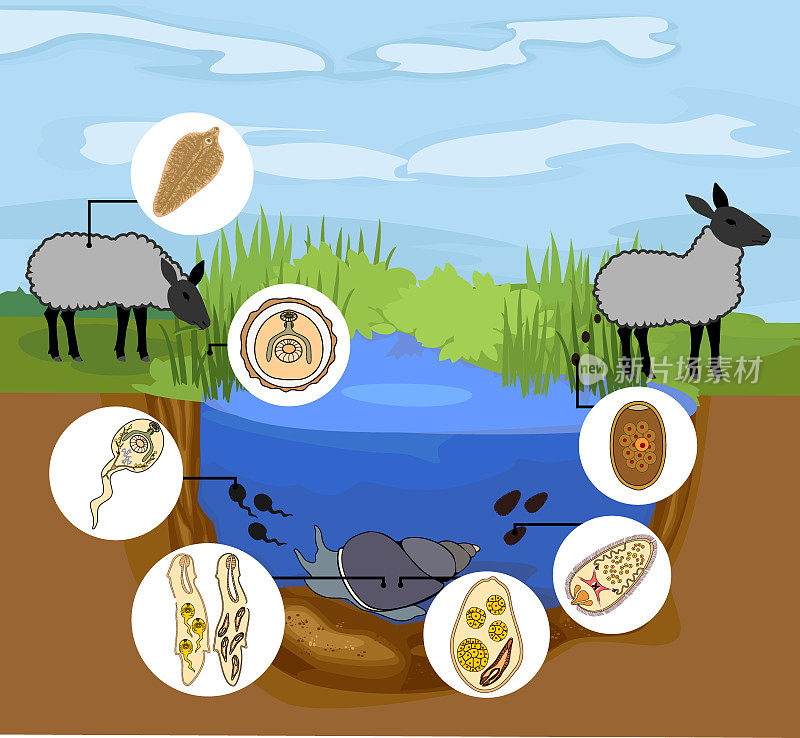 羊肝吸虫与羊、蜗牛和池塘生境的生活史