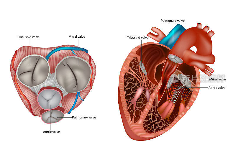心脏瓣膜的解剖结构。二尖瓣，肺动脉瓣，主动脉瓣和三尖瓣。