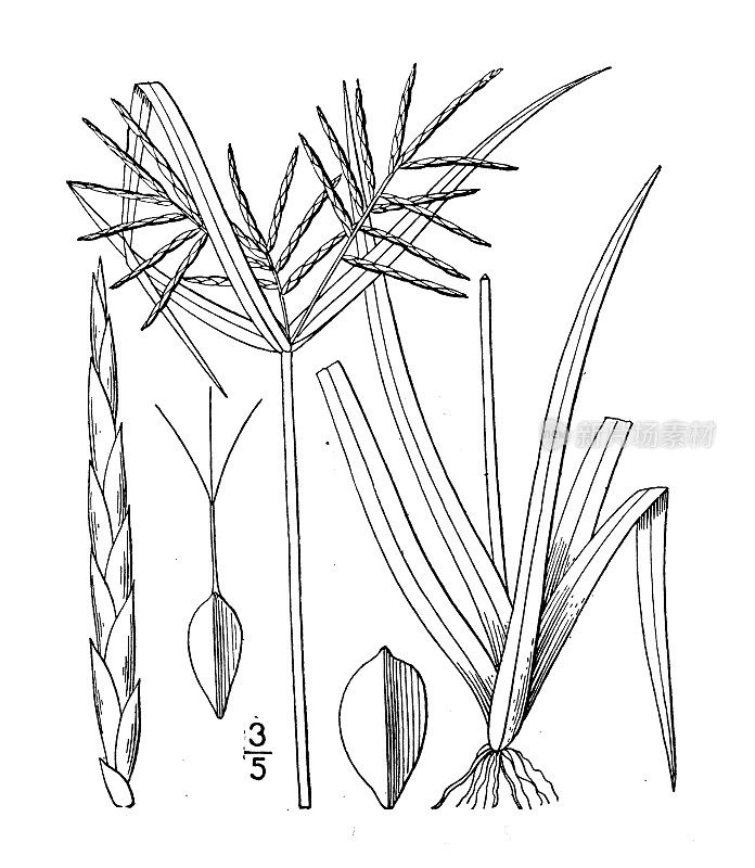 古植物学植物插图:香附、粗香附