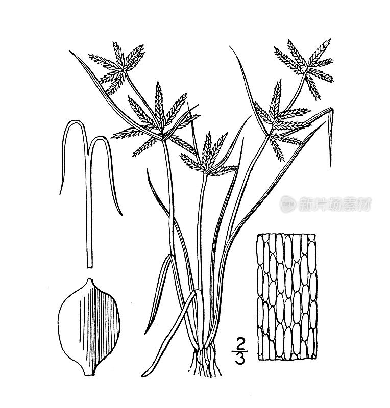 古植物学植物插图:香附、黄香附