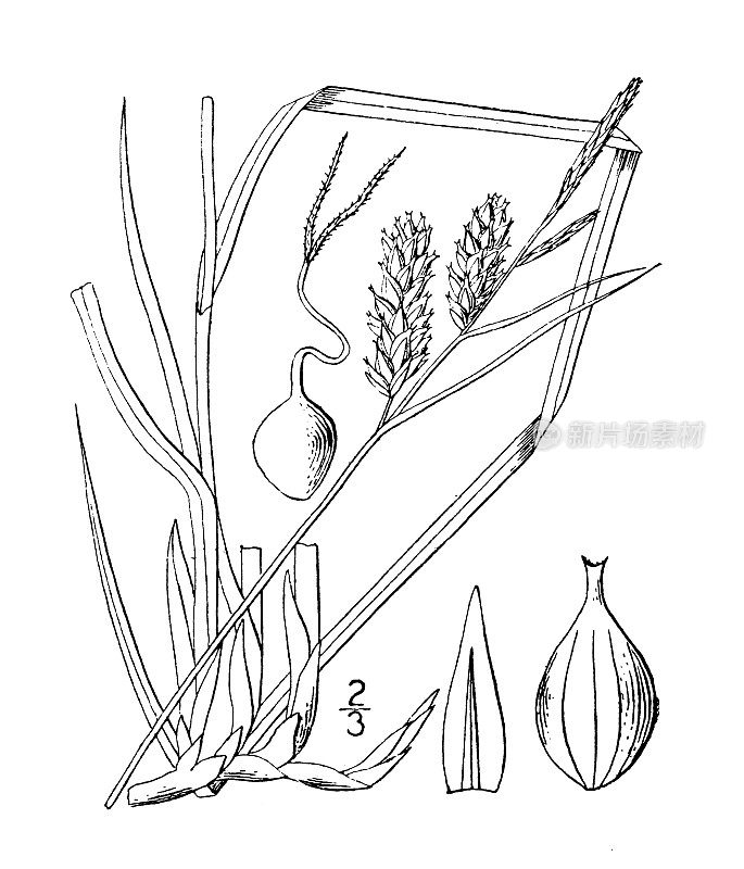 古植物学植物插图:苔草、莎草