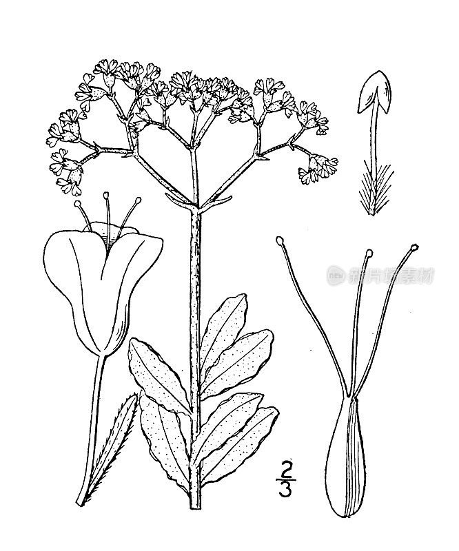 古植物学植物插图:毛蕊花、毛蕊花