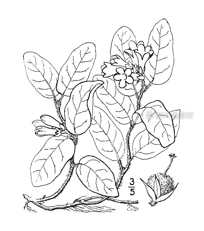 古董植物学植物插图:表母，五月花杨梅，月桂