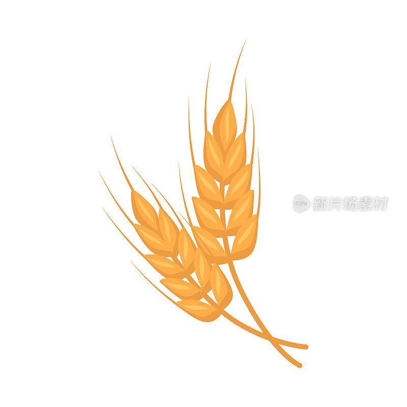 金穗小麦，用于制作面粉、烤面包等粮食。矢量平面插图