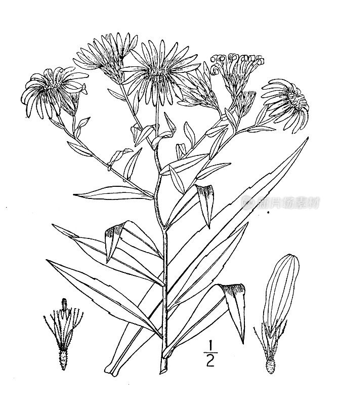 古植物学植物插图:纽约紫菀