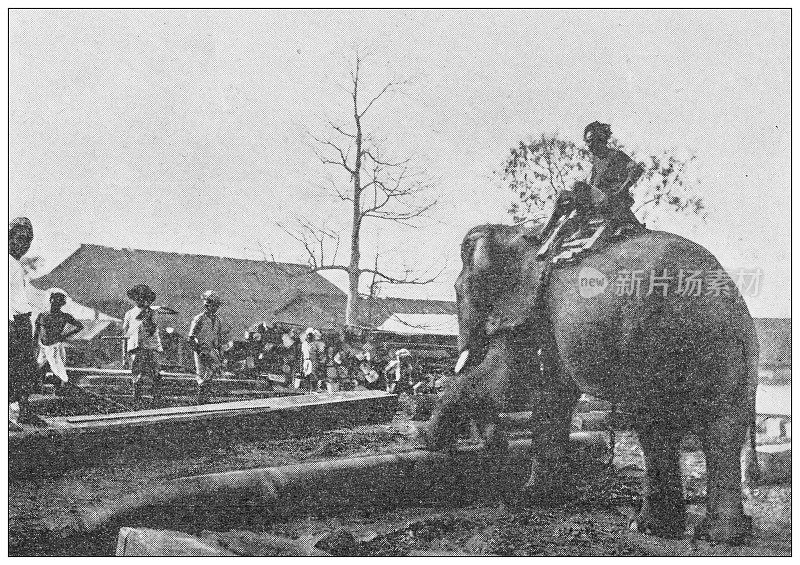 古董图:在缅甸工作的大象