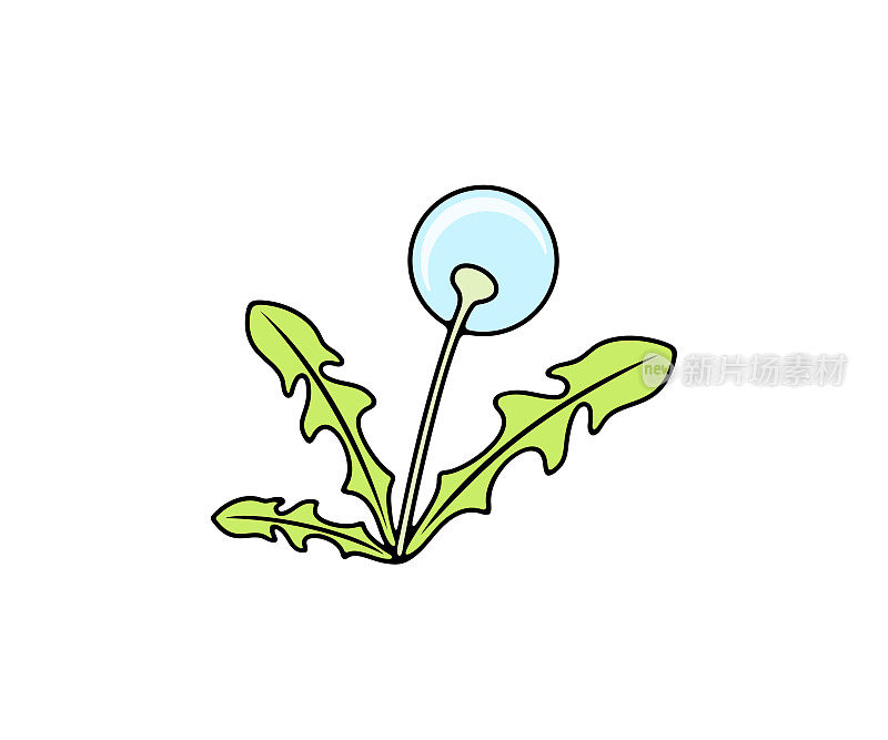 蒲公英，吹球，植物，草本植物和田间草本植物，设计。自然，花，叶子，开花和开花，矢量设计和插图