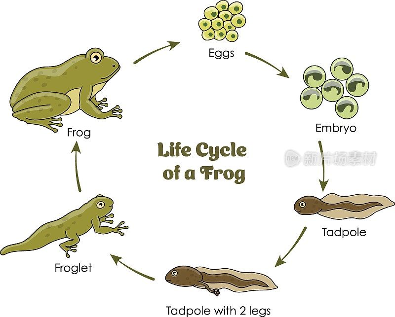 青蛙生命周期彩色图